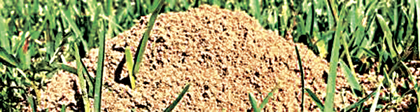 More garden myths